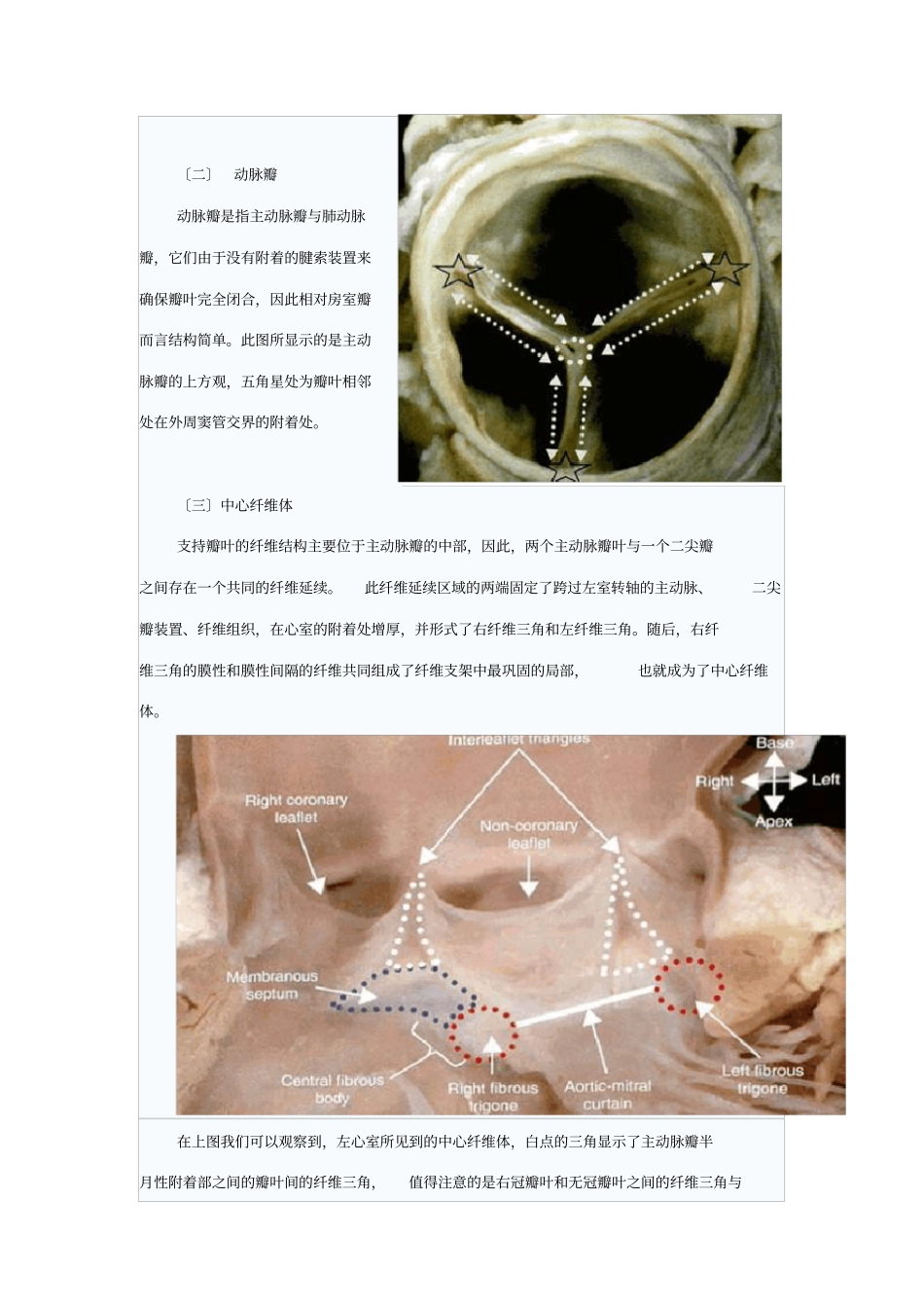 心脏瓣膜的应用解剖_第3页