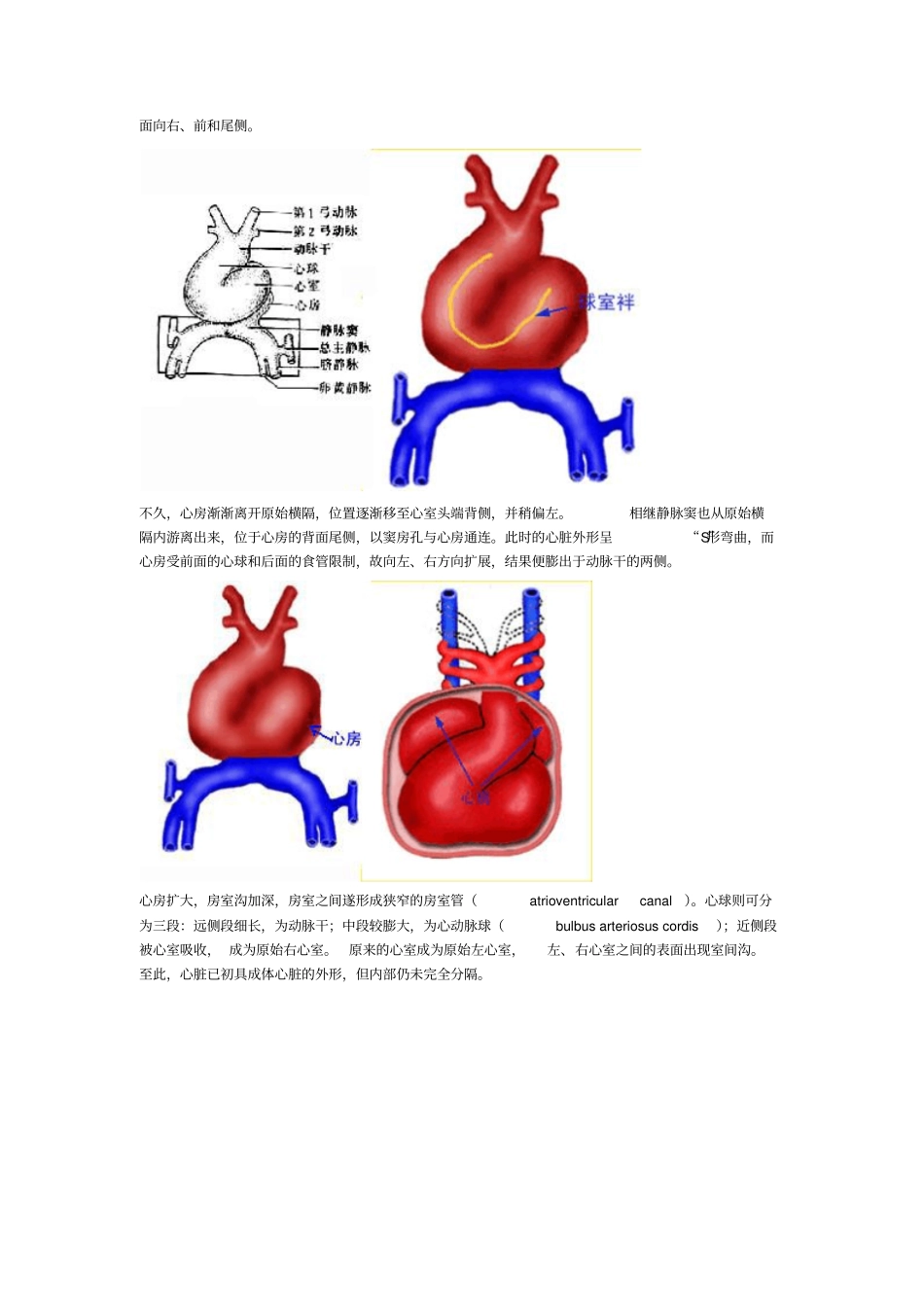 心脏的胚胎发育汇总_第3页