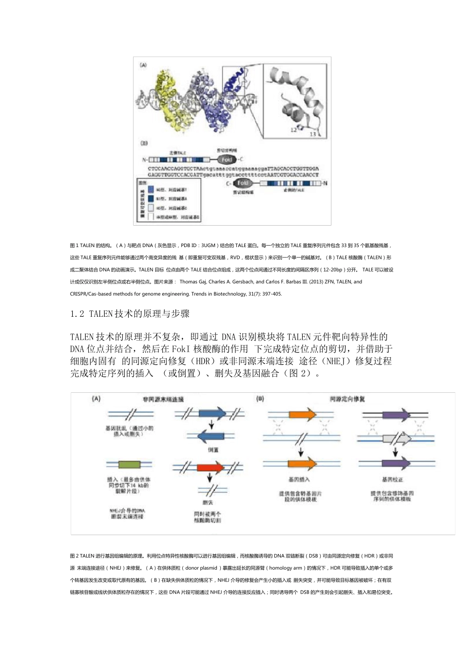 TALEN基因编辑技术_第2页