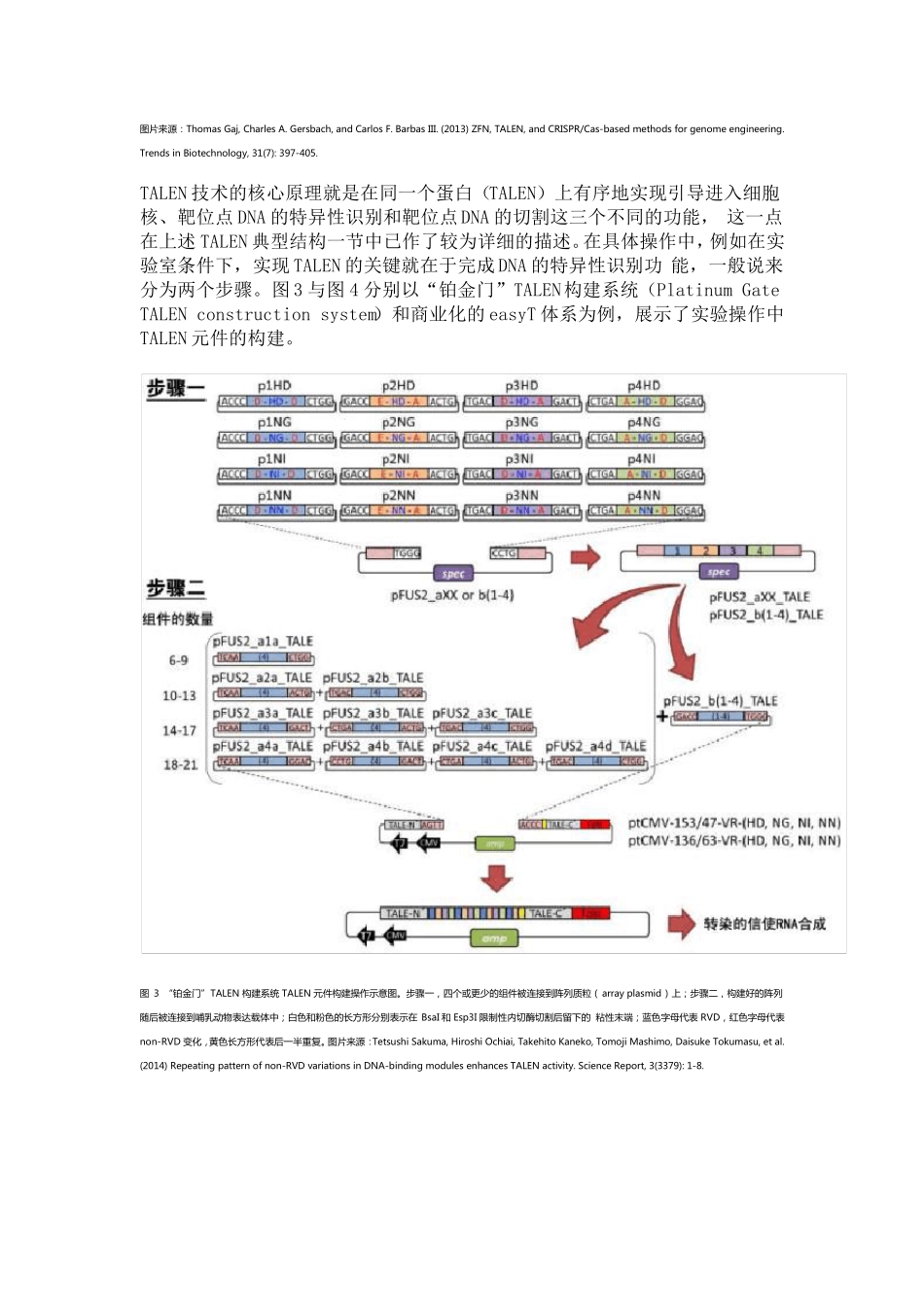 TALEN基因编辑技术_第3页