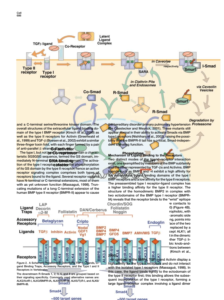 TGF信号通路综述_第2页
