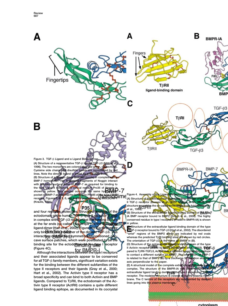 TGF信号通路综述_第3页