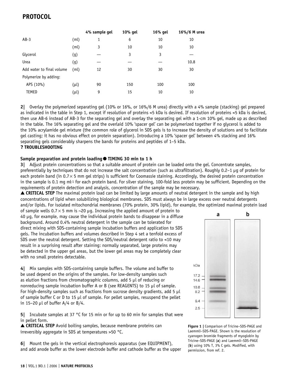 Tricine–SDSPAGE_第3页