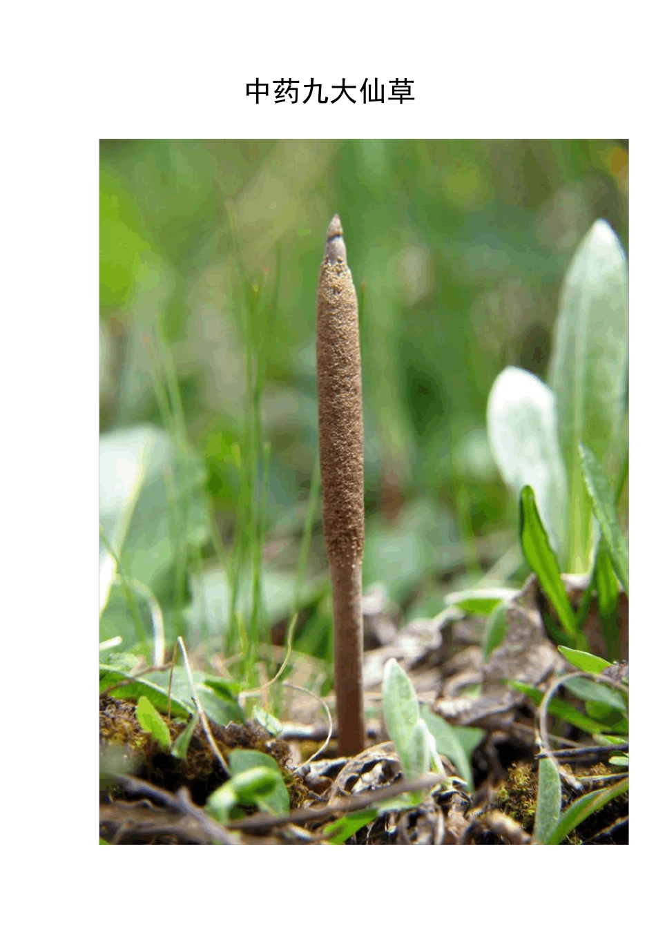 中药九大仙草_第1页
