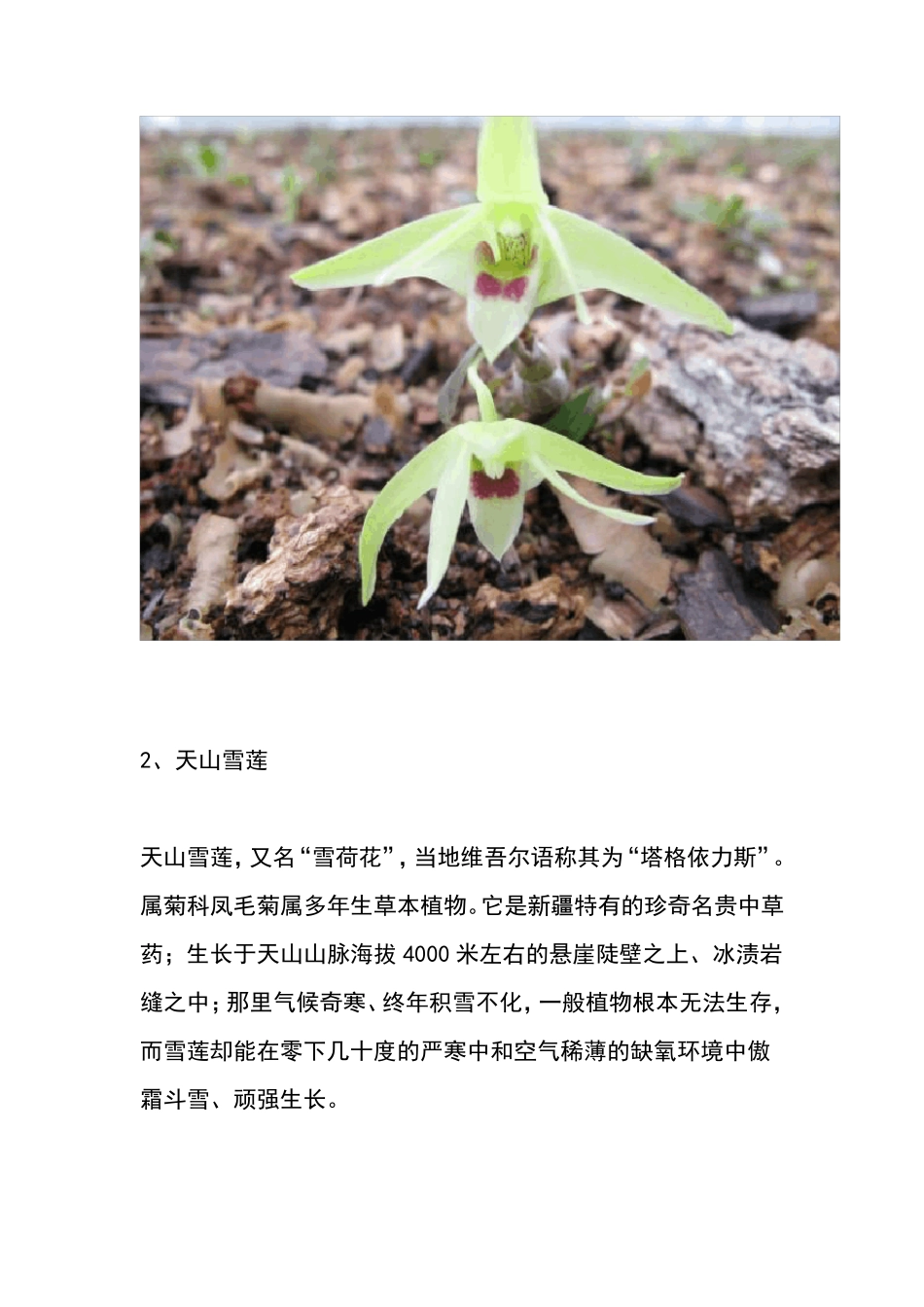 中药九大仙草_第3页