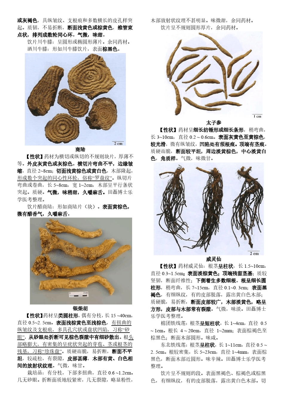 中药鉴定图文_第3页