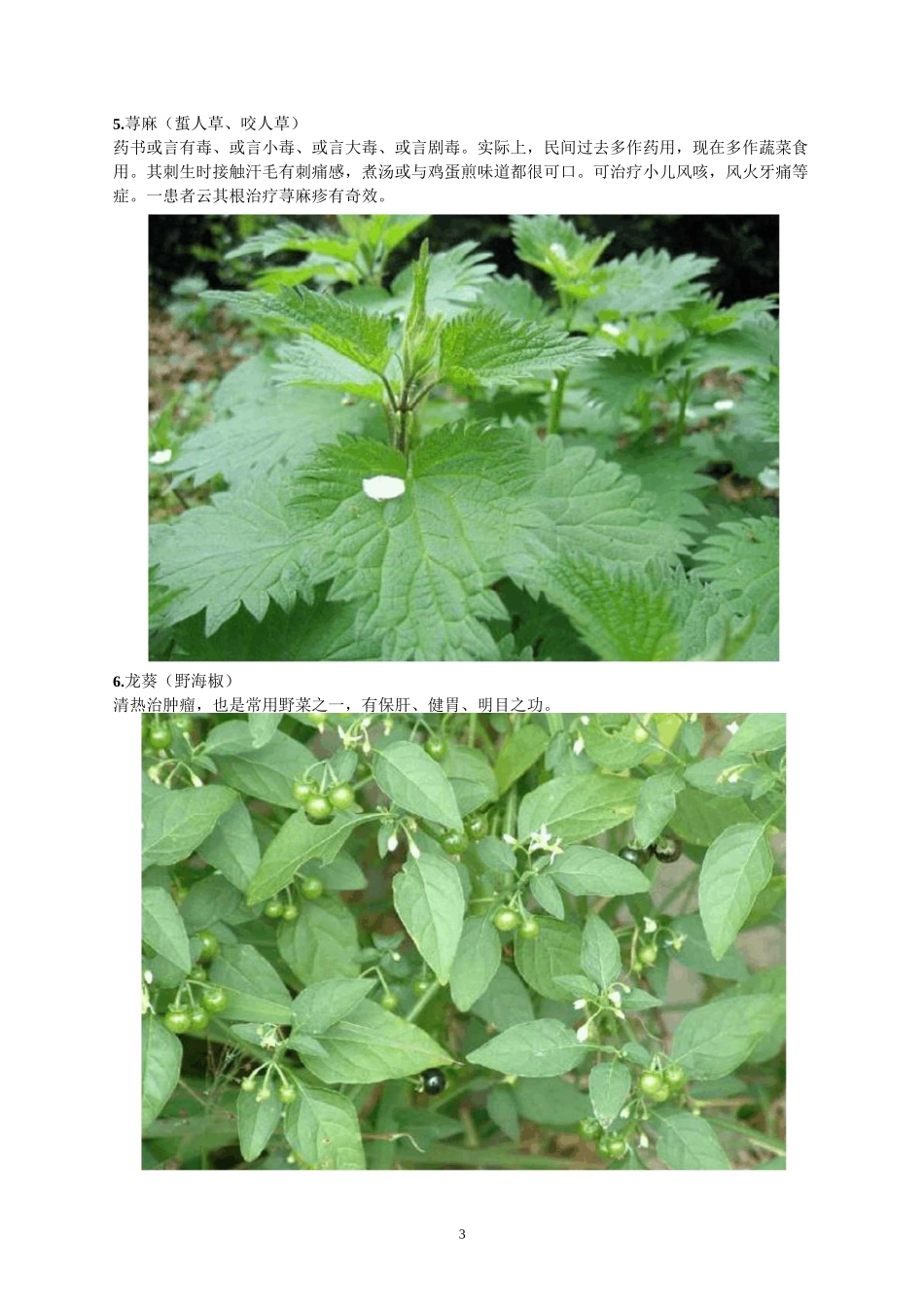 常见60种野生中草药_第3页