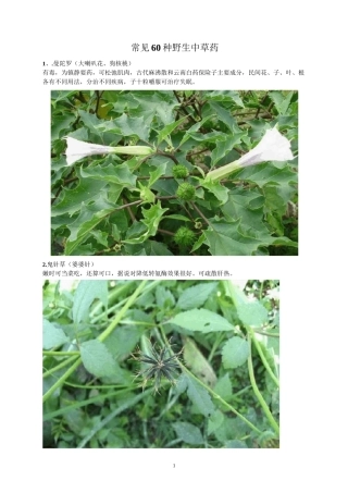 常见60种野生中草药