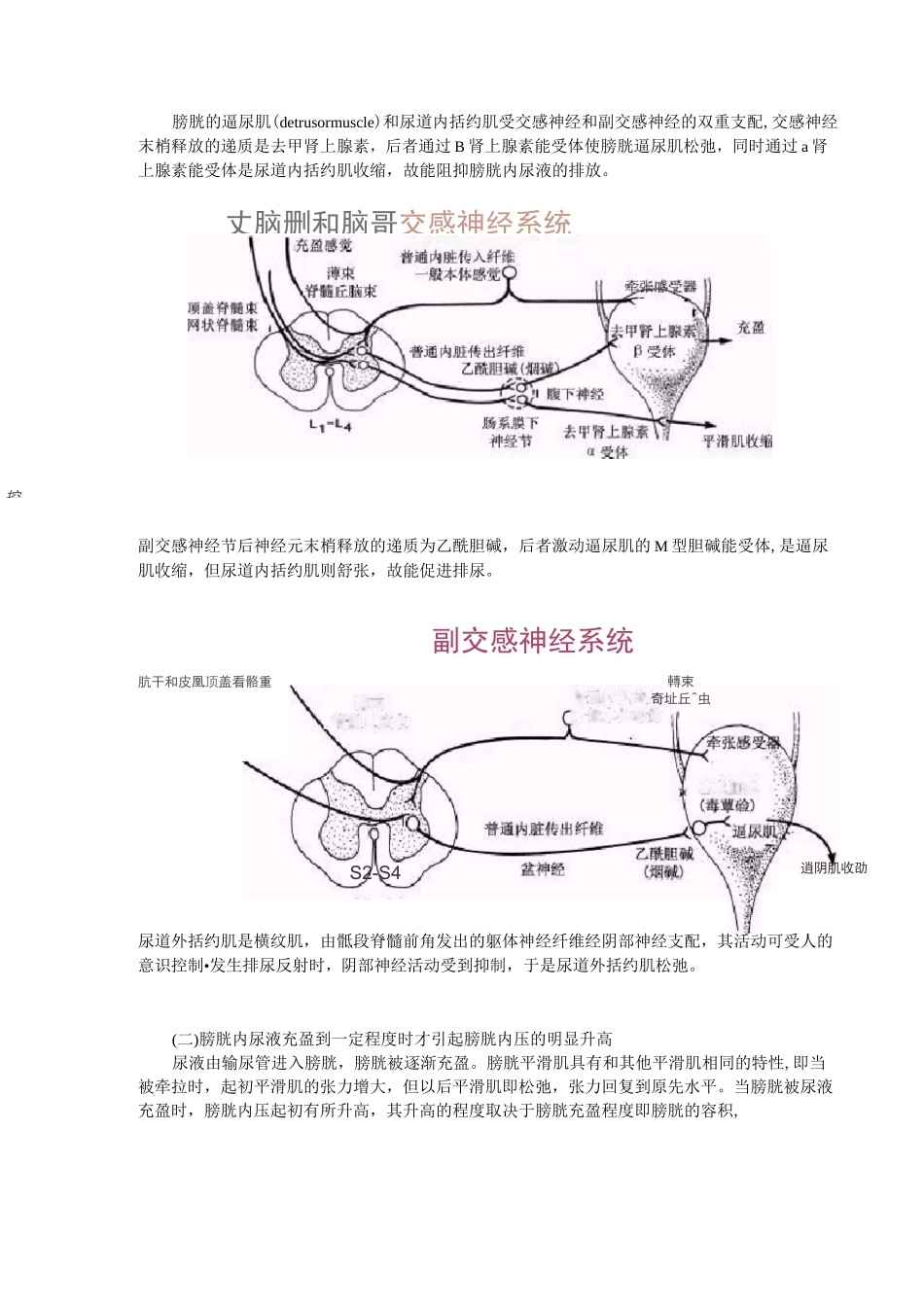 泌尿系统神经支配_第3页