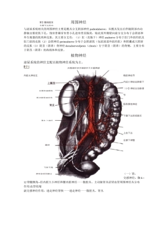 泌尿系统神经支配