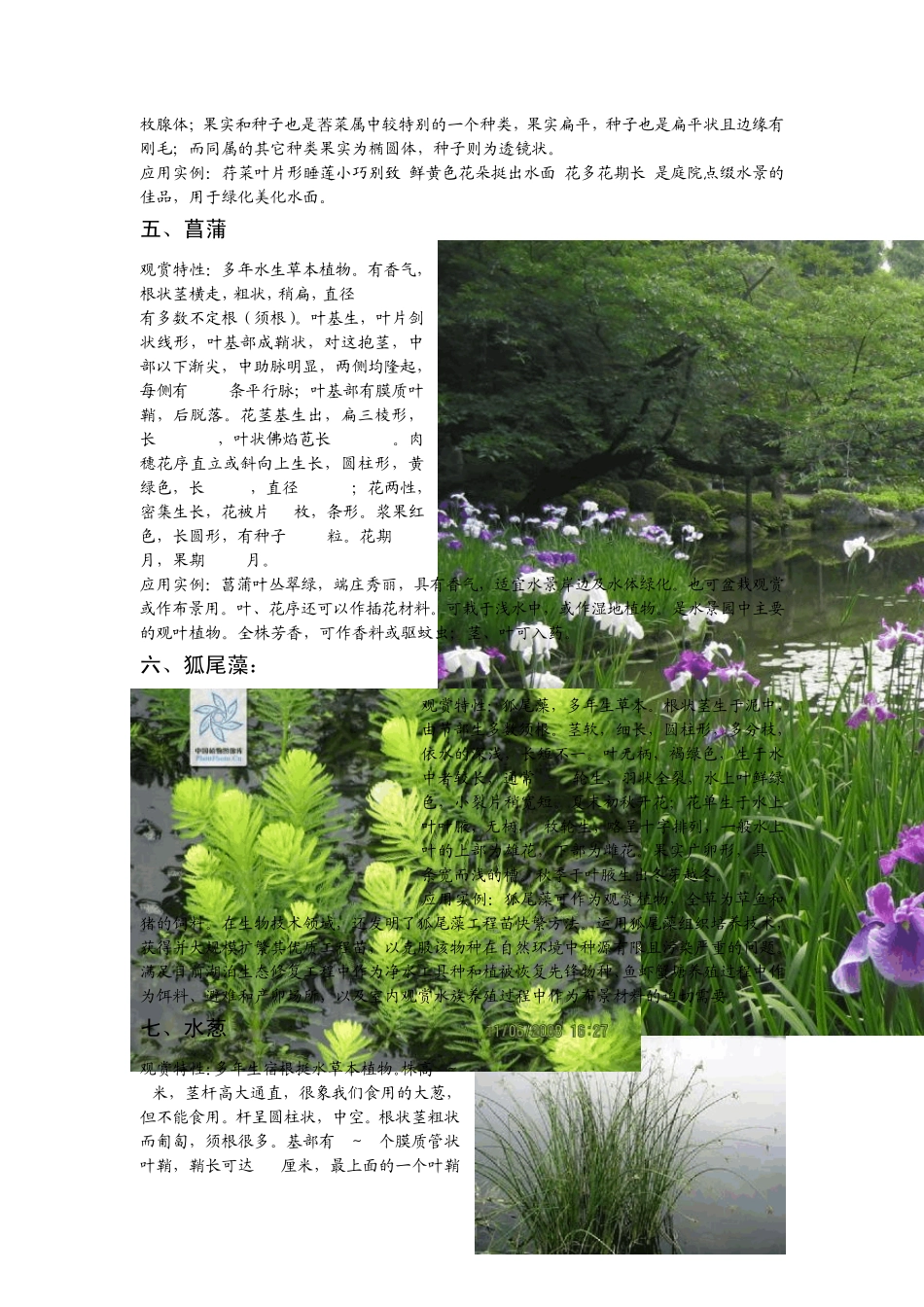 二十种草本水生植物_第2页