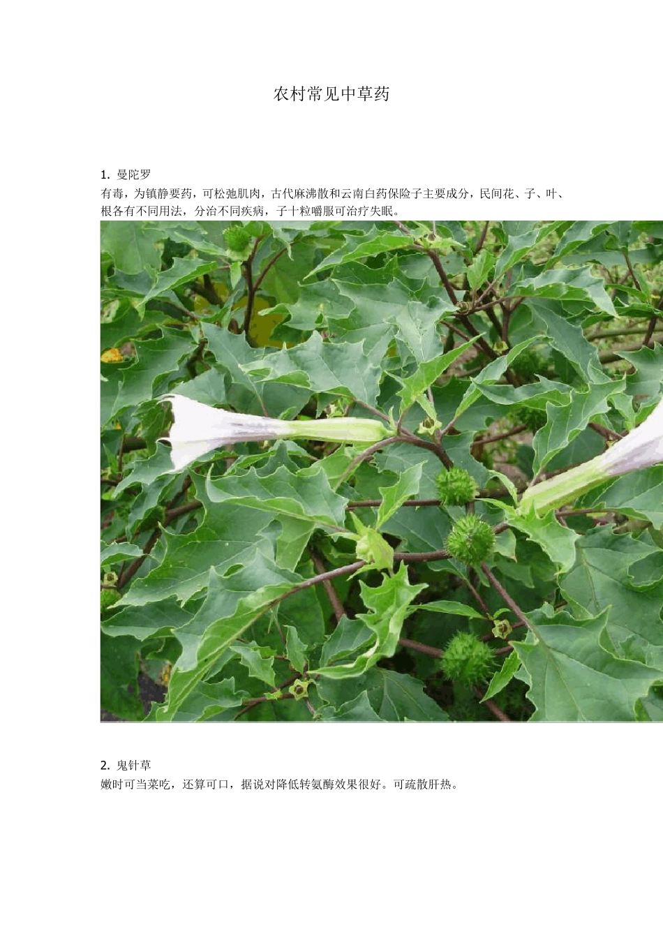 农村常见中草药_第1页