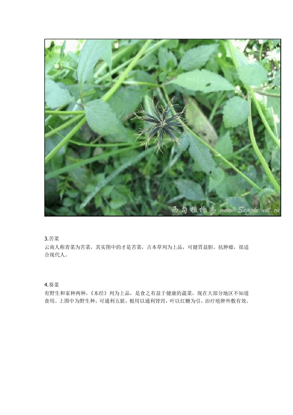 农村常见中草药_第2页