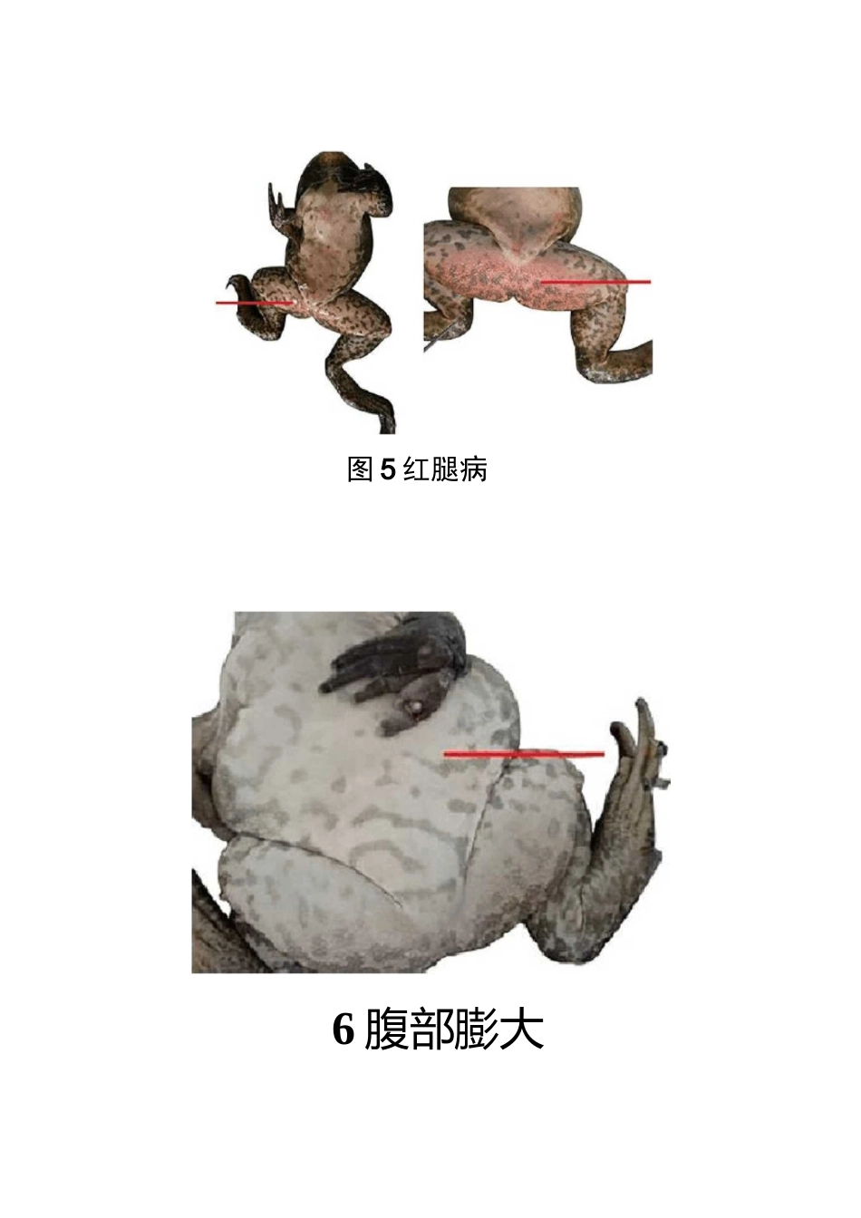 牛蛙常见疾病的发病机理及治疗_第3页