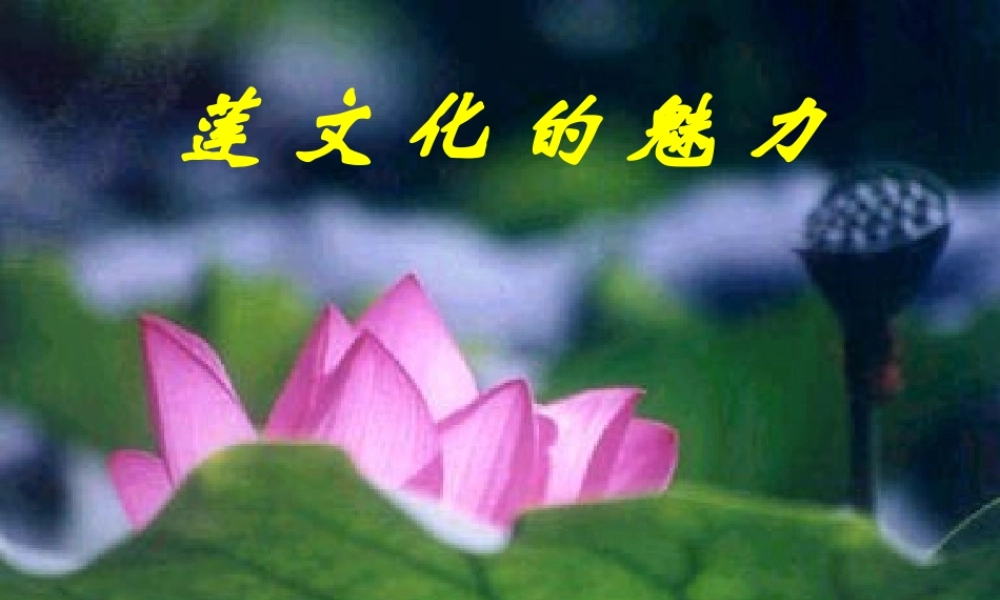 (莲文化的魅力)课件4 八年级语文上册第五单元(综合性学习莲文化的魅力)课件7套人教版 八年级语文上册第五单元(综合性学习莲文化的魅力)课件7套人教版