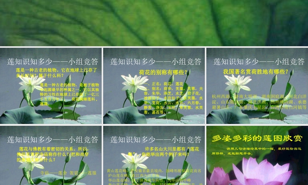 (莲文化的魅力)课件4 八年级语文上册第五单元(综合性学习莲文化的魅力)课件7套人教版 八年级语文上册第五单元(综合性学习莲文化的魅力)课件7套人教版