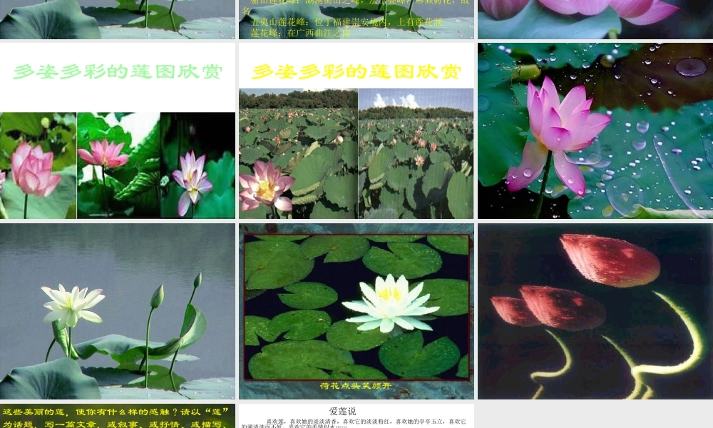 (莲文化的魅力)课件4 八年级语文上册第五单元(综合性学习莲文化的魅力)课件7套人教版 八年级语文上册第五单元(综合性学习莲文化的魅力)课件7套人教版