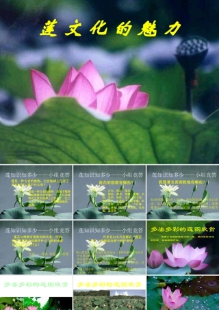 (莲文化的魅力)课件4 八年级语文上册第五单元(综合性学习莲文化的魅力)课件7套人教版 八年级语文上册第五单元(综合性学习莲文化的魅力)课件7套人教版