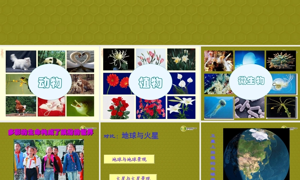 七年级政治上册 思品第三课第一框世界因生命而精彩课件 新人教版 课件