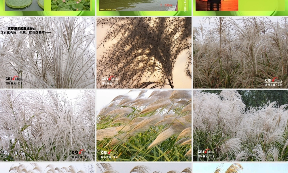 (芦花荡)教学课件4 八年级语文上册第一单元(芦花荡)课件7套人教版 八年级语文上册第一单元(芦花荡)课件7套人教版