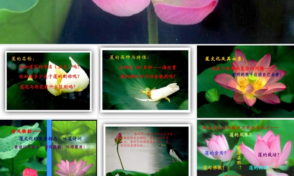 (莲文化的魅力)课件5 八年级语文上册第五单元(综合性学习莲文化的魅力)课件7套人教版 八年级语文上册第五单元(综合性学习莲文化的魅力)课件7套人教版