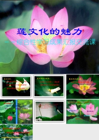 (莲文化的魅力)课件5 八年级语文上册第五单元(综合性学习莲文化的魅力)课件7套人教版 八年级语文上册第五单元(综合性学习莲文化的魅力)课件7套人教版