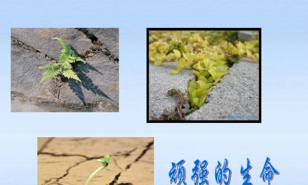 七年级政治上册 3 .3让生命之花绽放课件 人教新课标版 课件