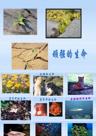 七年级政治上册 3 .3让生命之花绽放课件 人教新课标版 课件