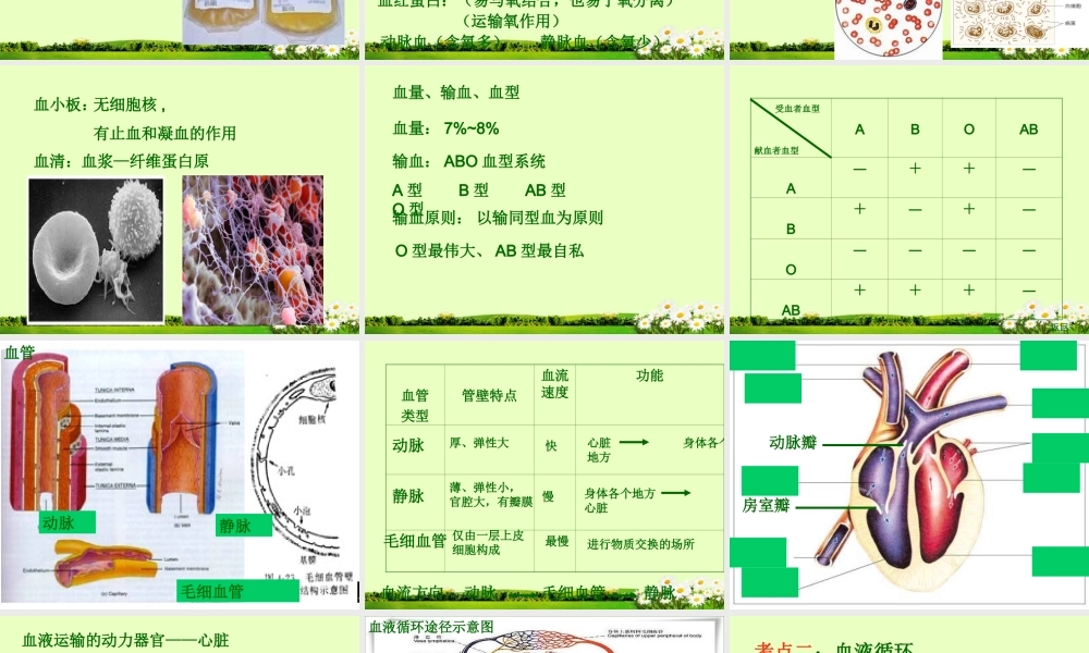 九年级下册 第四单元 第9章 人体内的物质运输课件 北师大版 课件