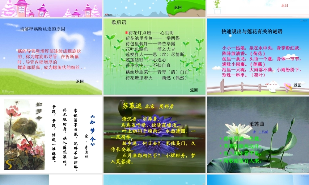 (莲文化的魅力)课件7 八年级语文上册第五单元(综合性学习莲文化的魅力)课件7套人教版 八年级语文上册第五单元(综合性学习莲文化的魅力)课件7套人教版