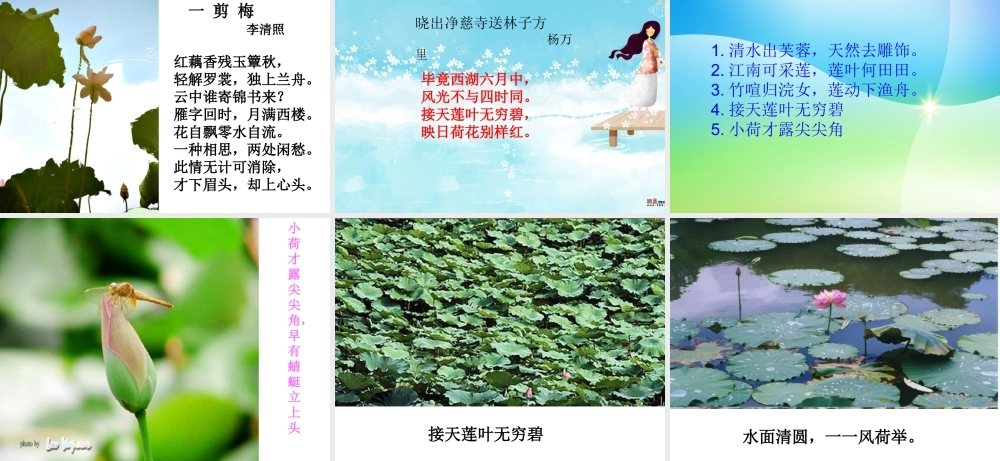 (莲文化的魅力)课件7 八年级语文上册第五单元(综合性学习莲文化的魅力)课件7套人教版 八年级语文上册第五单元(综合性学习莲文化的魅力)课件7套人教版