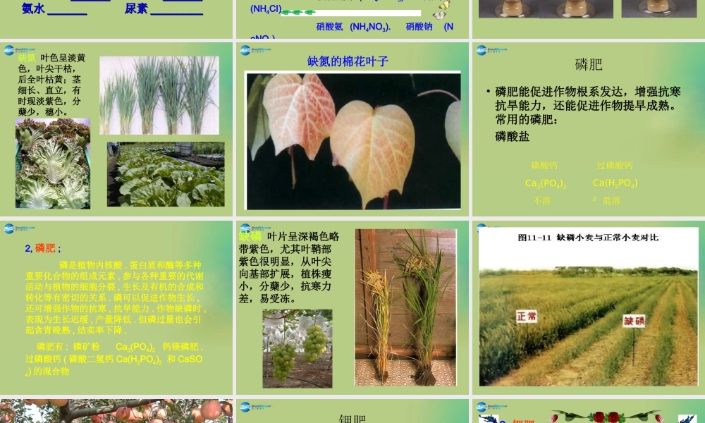 九年级化学下册 第十一单元 课题2 化学肥料课件1 (新版)新人教版 课件
