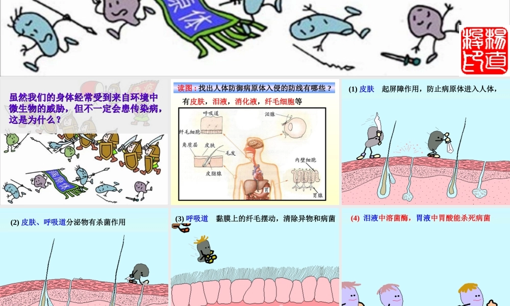 中考生物身体的防卫课件一 浙教版 课件