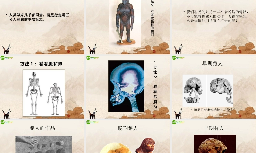 九年级历史上册 第1课人类的形成课件 人教新课标版 课件