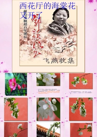 九年级语文上册 3(西花厅的海棠花又开了)课件 语文版 课件