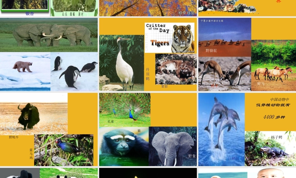 七年级政治上册 3-1(生命之间)课件 人民版 课件