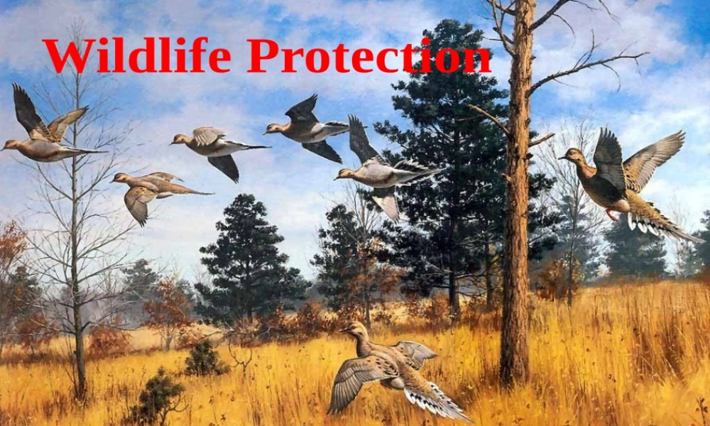 M2 Unit4 warming up and readingP1&P2 高一英语Unit4全单元课件[整理五个]新课标 人教版