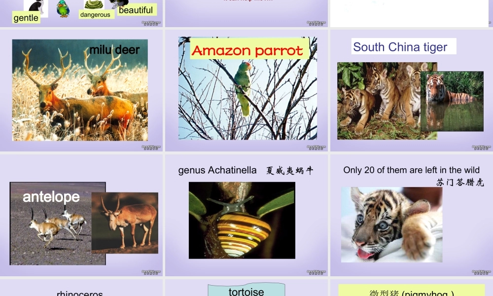 M2 Unit4 warming up and readingP1&P2 高一英语Unit4全单元课件[整理五个]新课标 人教版