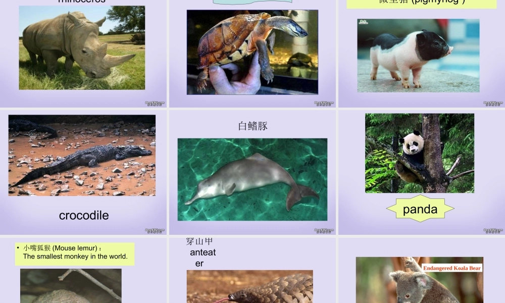 M2 Unit4 warming up and readingP1&P2 高一英语Unit4全单元课件[整理五个]新课标 人教版