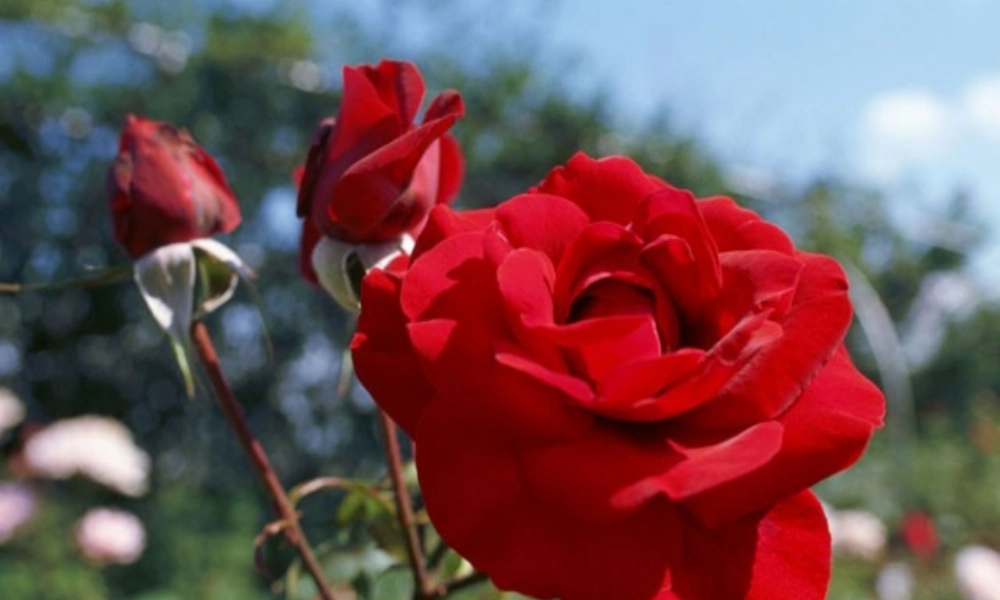 七年级政治下册 第五课 第二框 挫折面前也从容课件 新人教版 课件