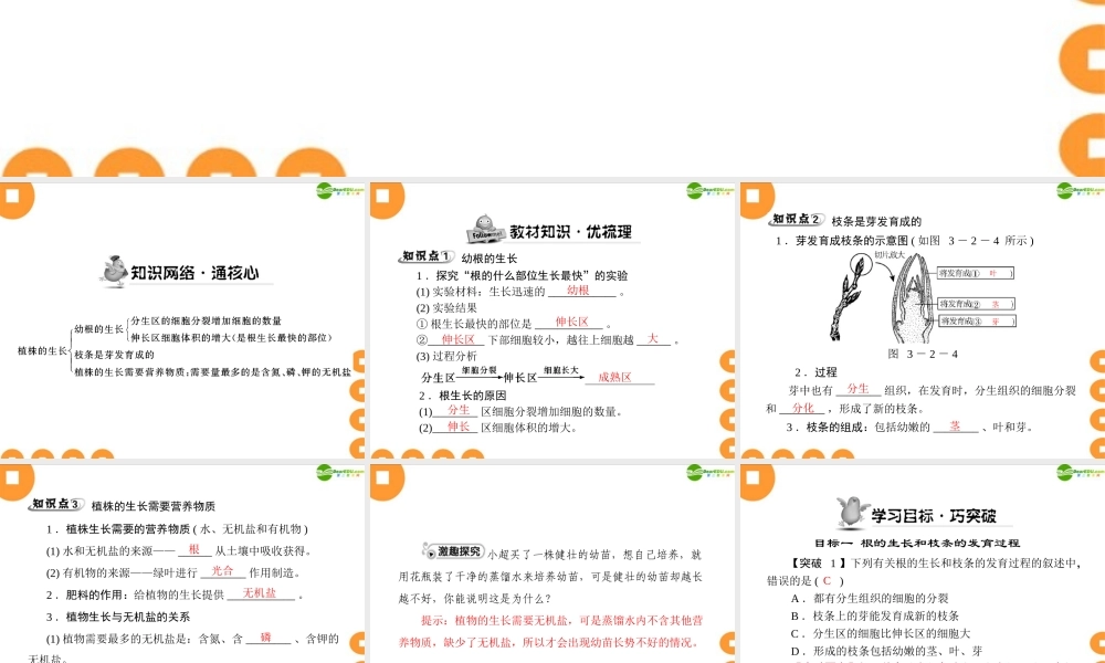 (随堂优化训练)七年级生物上册 第三单元 第二章 第二节 植株的生长配套课件 人教新课标版 课件