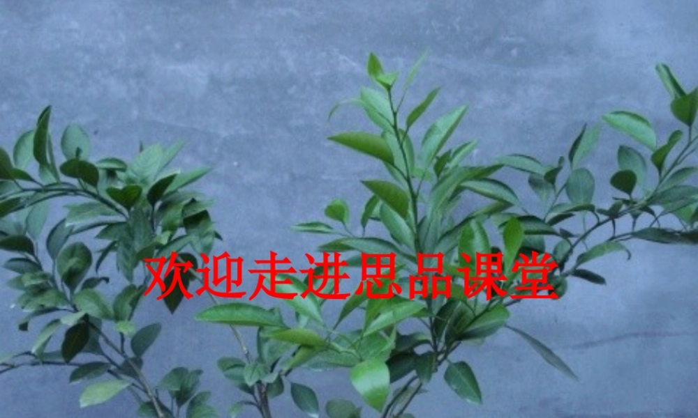 七年级政治上册(宽容和理解)课件 教科版 课件