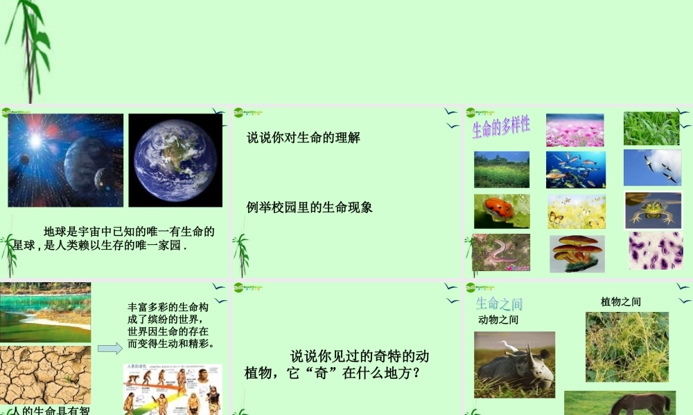七年级政治上册 第八课第一讲 神奇的生命课件 人民版 课件