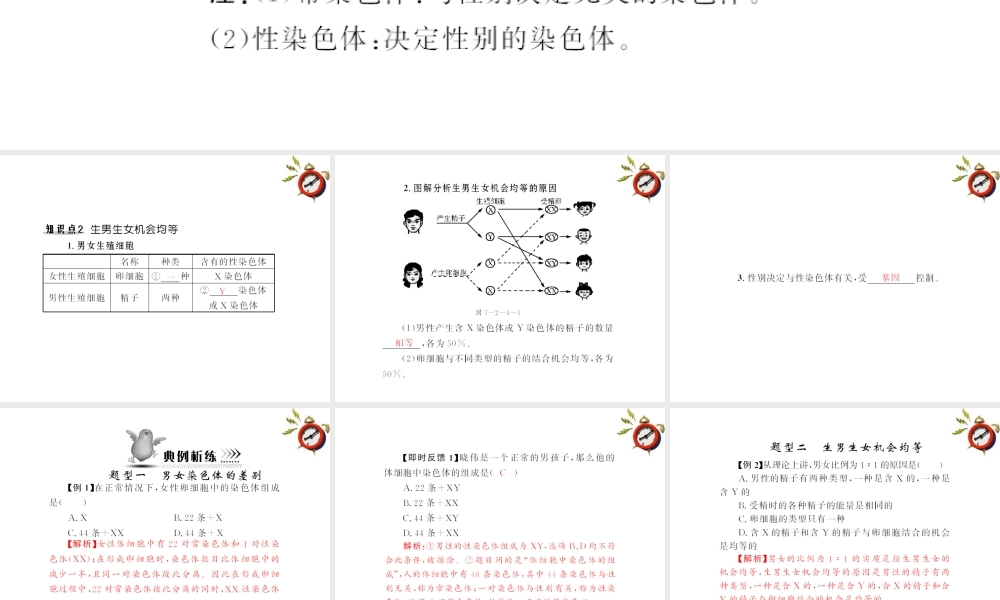 (随堂优化训练)八年级生物下册 第七单元 第二章 第四节 人的性别遗传 配套课件 人教新课标版 课件