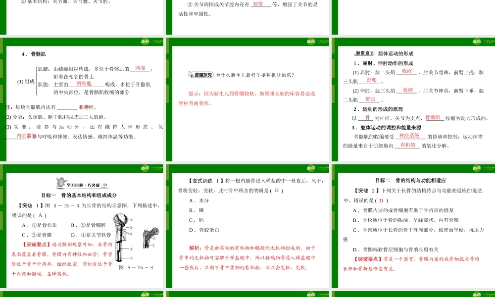 (随堂优化训练)八年级生物上册 第5单元 第15章 第2节 动物运动的形成课件 北师大版 课件