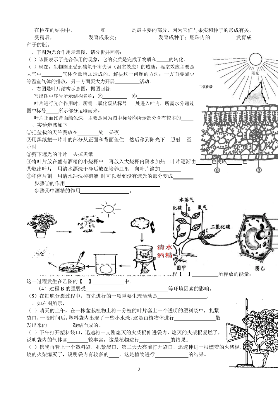 初中生物识图填空题(修改版)_第3页