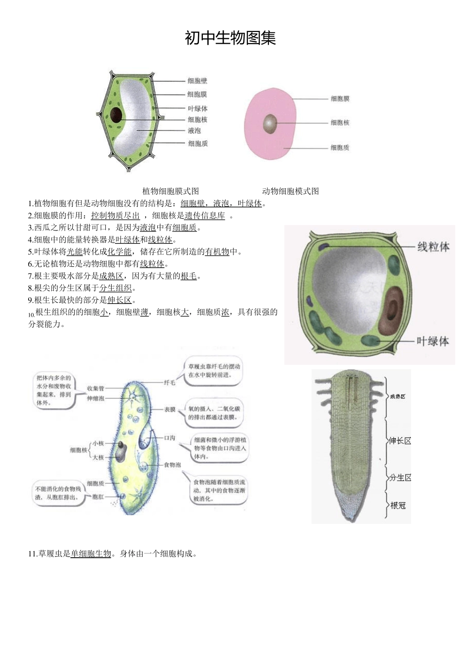 初中生物重要图解_第1页