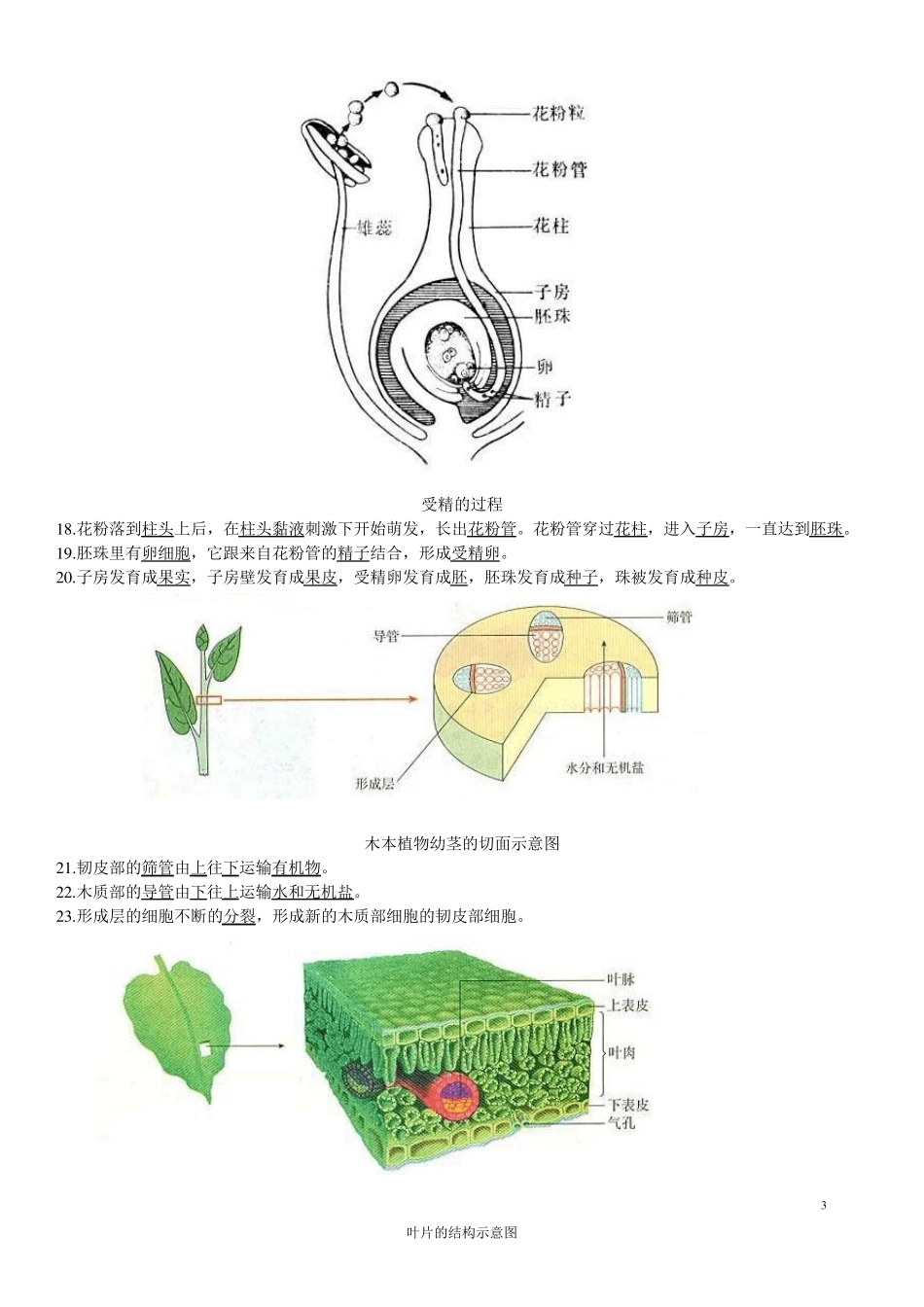 初中生物重要图解_第3页