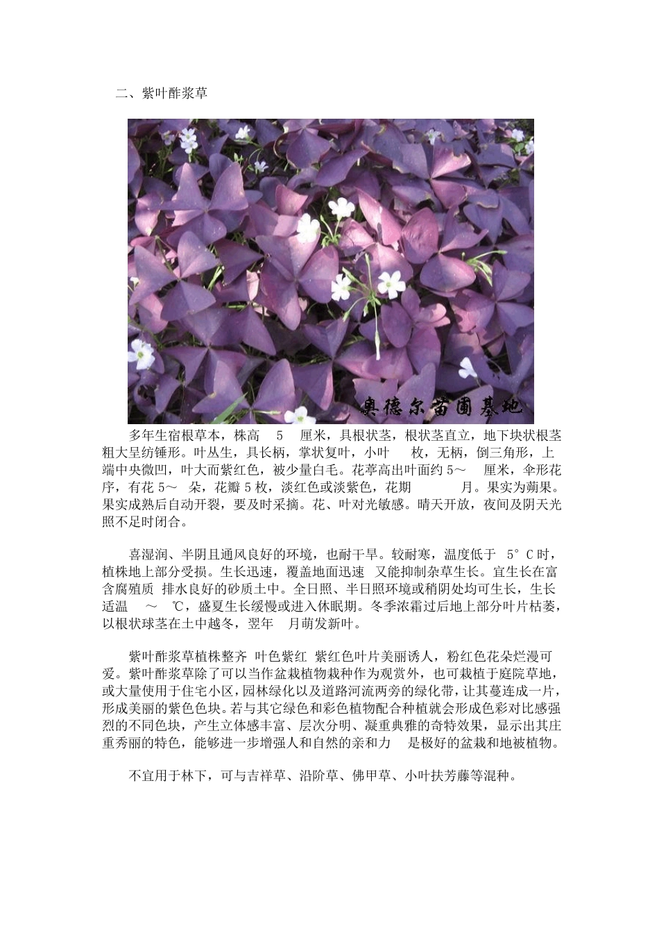 地被部分品种介绍_第2页