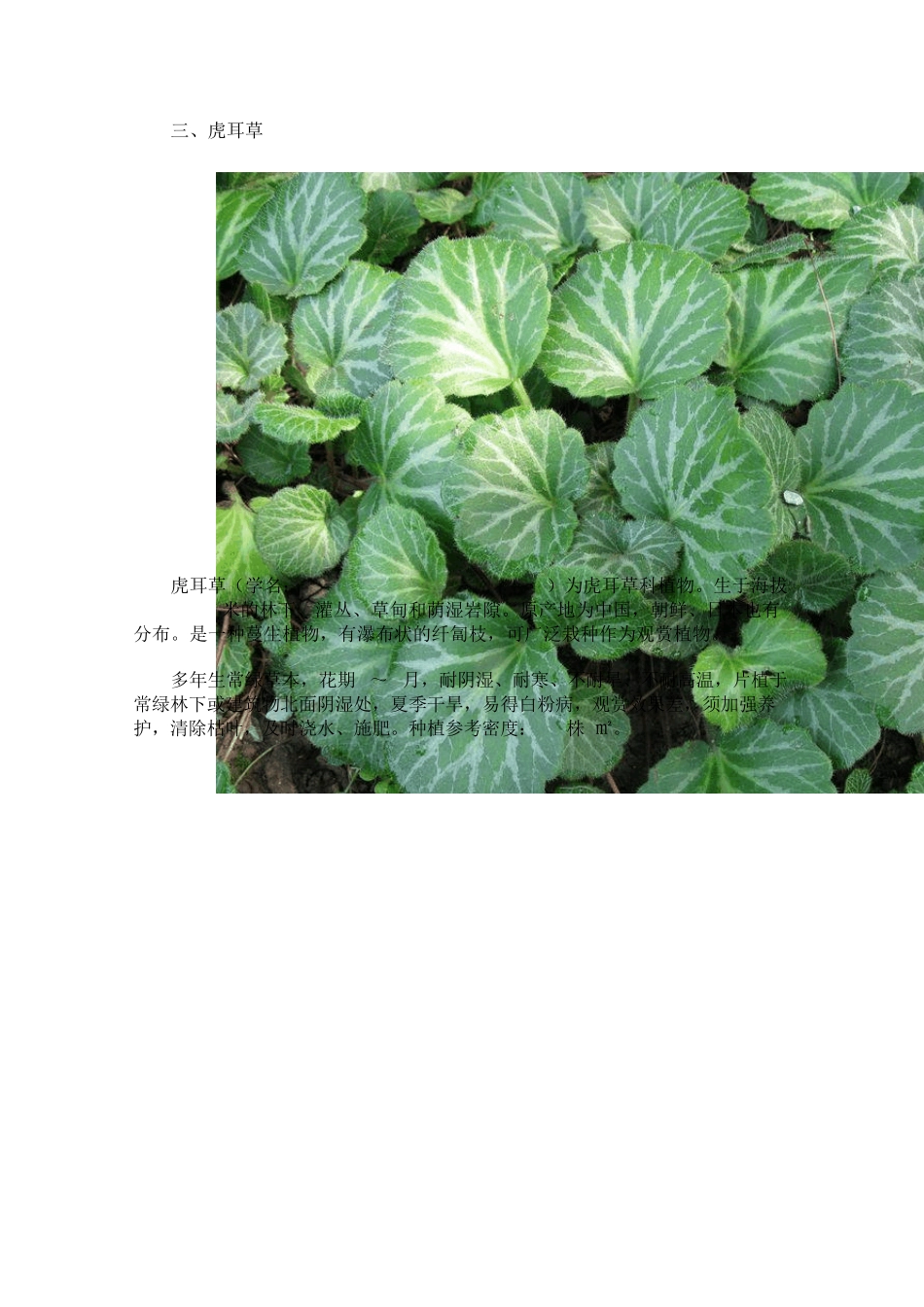 地被部分品种介绍_第3页